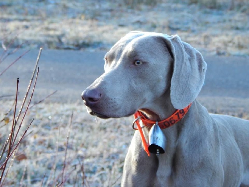 Hardie de la Cascade des Fayes